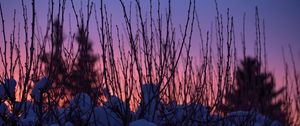 Preview wallpaper branches, snow, sunset, sky, blur