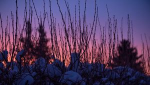 Preview wallpaper branches, snow, sunset, sky, blur