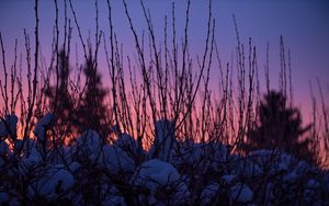 Preview wallpaper branches, snow, sunset, sky, blur