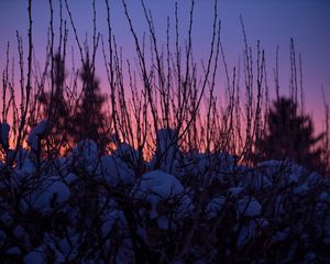 Preview wallpaper branches, snow, sunset, sky, blur