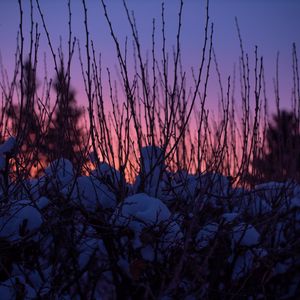 Preview wallpaper branches, snow, sunset, sky, blur