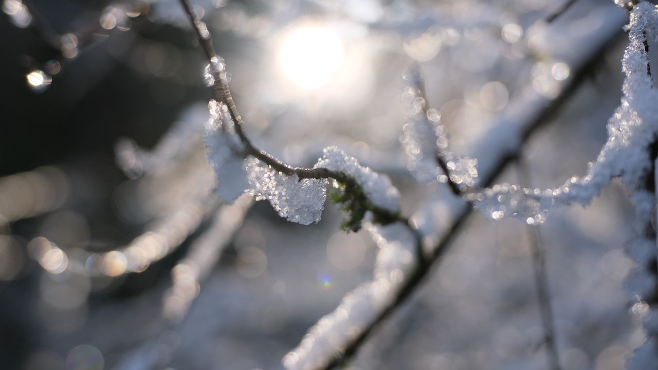 Wallpaper branches, snow, tree, winter, blur, macro