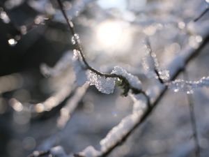 Preview wallpaper branches, snow, tree, winter, blur, macro
