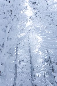 Preview wallpaper branches, snow, trees, snowy, winter