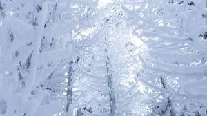 Preview wallpaper branches, snow, trees, snowy, winter