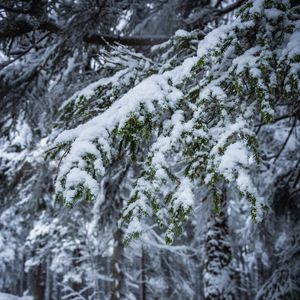 Preview wallpaper branches, snow, trees, winter