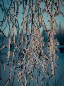 Preview wallpaper branches, snow, winter, frost