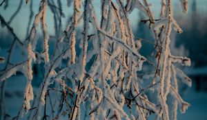 Preview wallpaper branches, snow, winter, frost