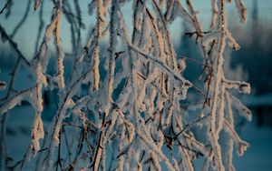 Preview wallpaper branches, snow, winter, frost