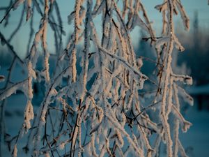 Preview wallpaper branches, snow, winter, frost