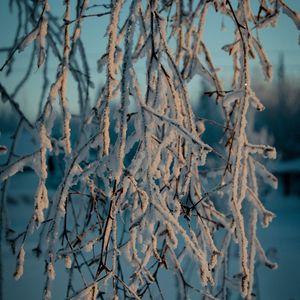 Preview wallpaper branches, snow, winter, frost