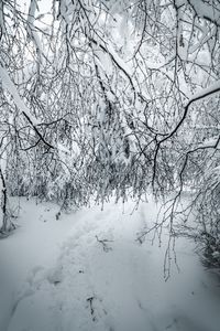 Preview wallpaper branches, snow, winter, bushes