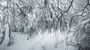 Preview wallpaper branches, snow, winter, bushes