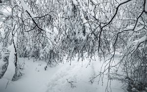 Preview wallpaper branches, snow, winter, bushes