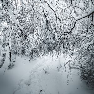 Preview wallpaper branches, snow, winter, bushes