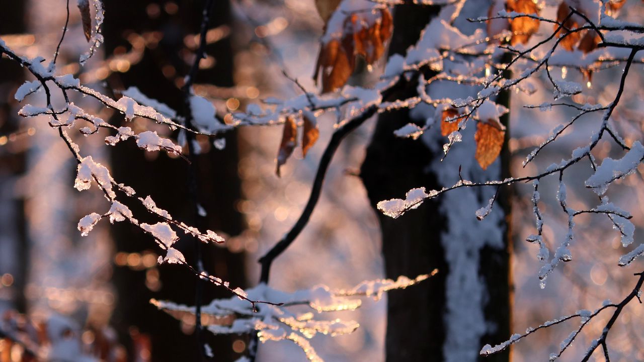 Wallpaper branches, snow, winter, nature