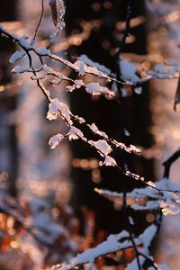 Preview wallpaper branches, snow, winter, nature