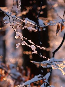 Preview wallpaper branches, snow, winter, nature