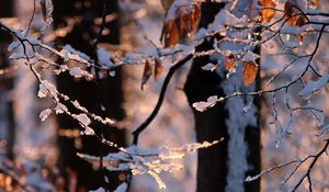 Preview wallpaper branches, snow, winter, nature