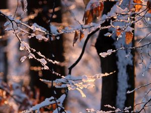 Preview wallpaper branches, snow, winter, nature