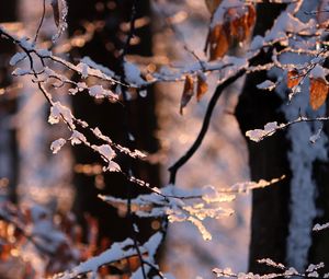 Preview wallpaper branches, snow, winter, nature