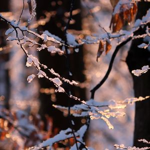 Preview wallpaper branches, snow, winter, nature