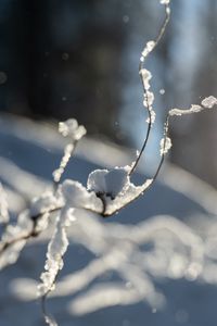 Preview wallpaper branches, snow, winter, macro, white