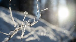 Preview wallpaper branches, snow, winter, macro, white