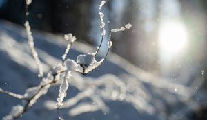 Preview wallpaper branches, snow, winter, macro, white