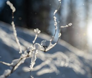 Preview wallpaper branches, snow, winter, macro, white