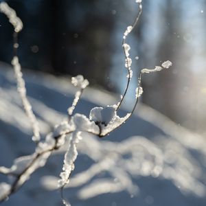 Preview wallpaper branches, snow, winter, macro, white