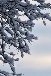 Preview wallpaper branches, snow, winter, nature, macro