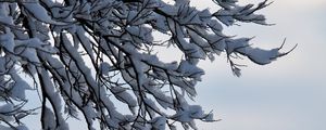 Preview wallpaper branches, snow, winter, nature, macro