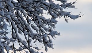 Preview wallpaper branches, snow, winter, nature, macro