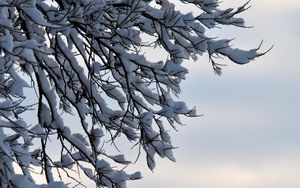 Preview wallpaper branches, snow, winter, nature, macro