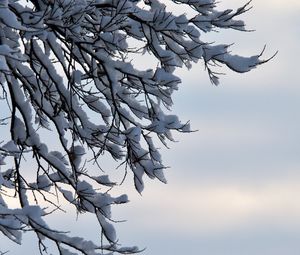 Preview wallpaper branches, snow, winter, nature, macro