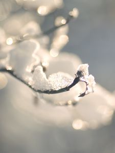 Preview wallpaper branches, snow, winter, ice