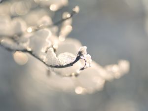 Preview wallpaper branches, snow, winter, ice