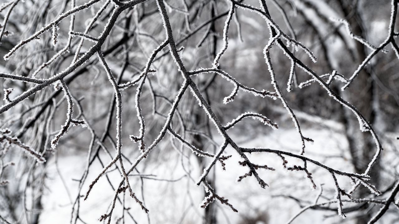 Wallpaper branches, snow, winter, nature, macro, white