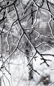 Preview wallpaper branches, snow, winter, nature, macro, white
