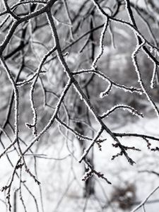 Preview wallpaper branches, snow, winter, nature, macro, white