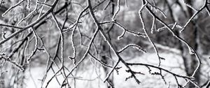 Preview wallpaper branches, snow, winter, nature, macro, white