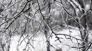 Preview wallpaper branches, snow, winter, nature, macro, white