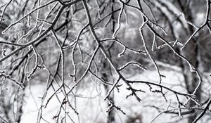 Preview wallpaper branches, snow, winter, nature, macro, white