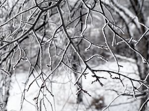 Preview wallpaper branches, snow, winter, nature, macro, white