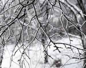 Preview wallpaper branches, snow, winter, nature, macro, white