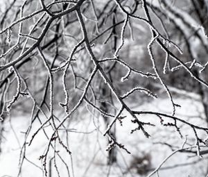 Preview wallpaper branches, snow, winter, nature, macro, white