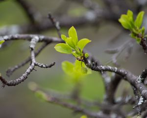 Preview wallpaper branches, sprouts, leaves, macro, blur