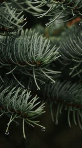 Preview wallpaper branches, spruce, drops, needles