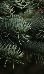 Preview wallpaper branches, spruce, drops, needles